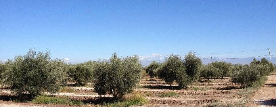 A panoramic view of the olive grove at Finca Victoria, Mendoza