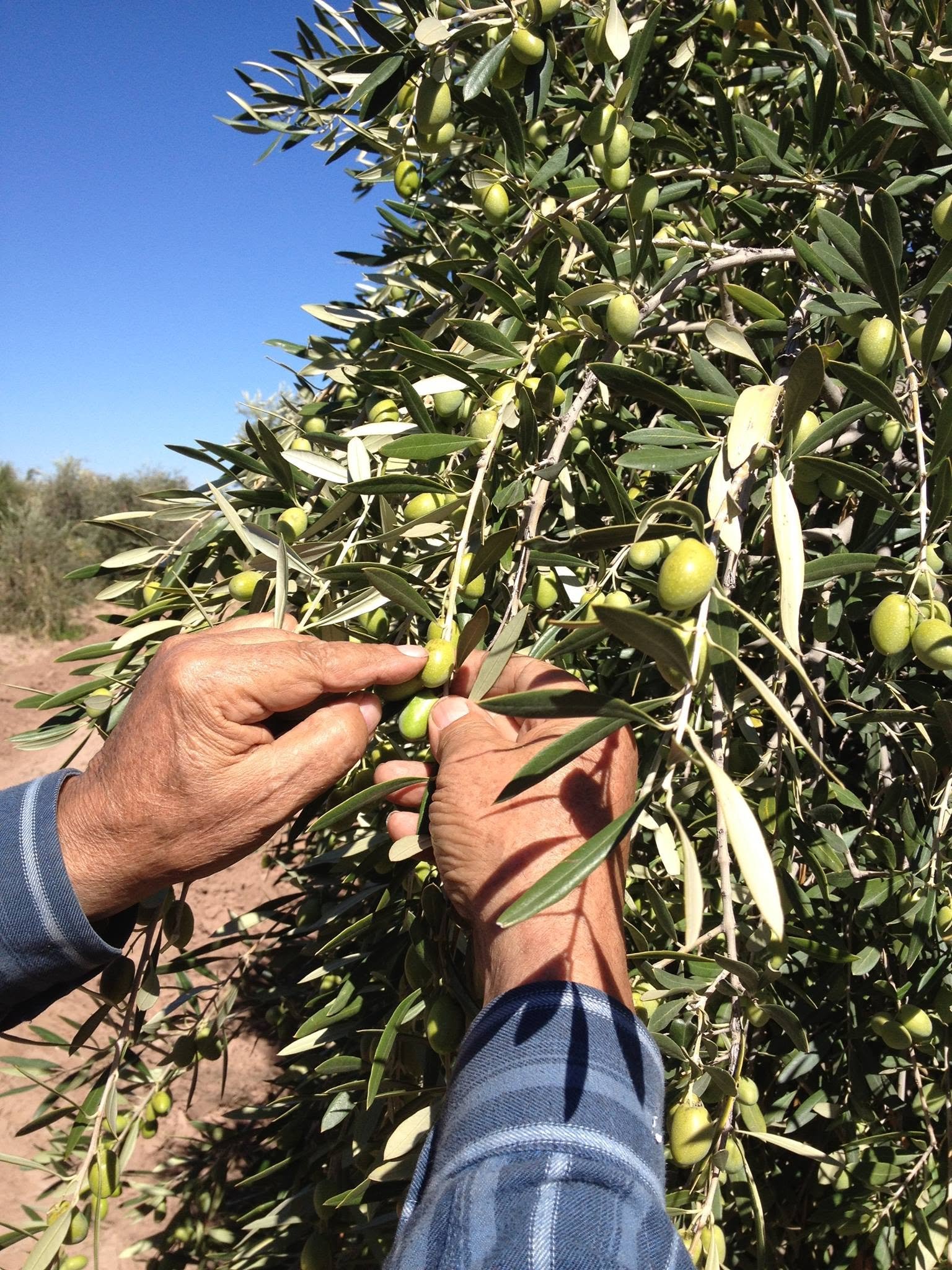 Hands carefully inspecting olives on the tree