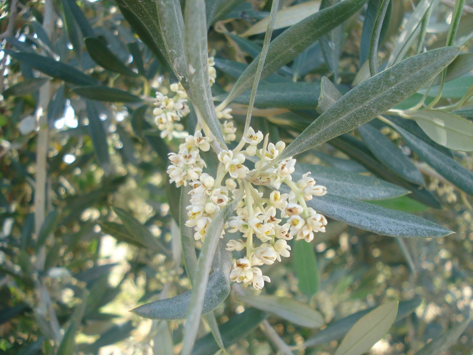 Olive blossom in spring at the finca