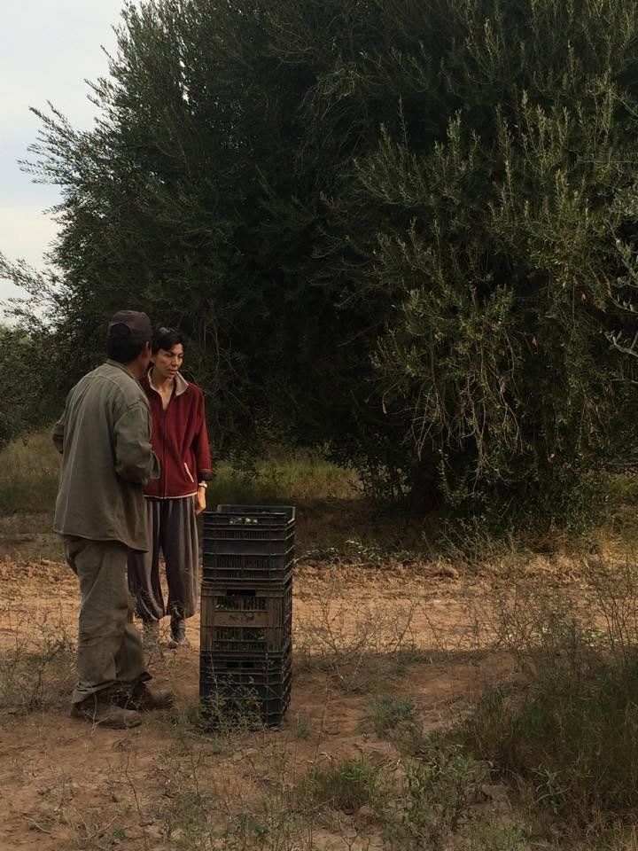 Norma in conversation beside harvest crates in the olive grove